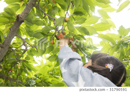 Cherry hunting image 31790591
