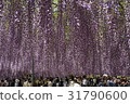 Wisteria 31790600