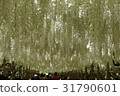 Wisteria 31790601