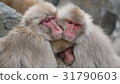 Jigokudani wild monkey park 31790603