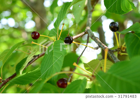 Fruit of cherry Yamazakura Fruit of cherry Yamazakura 31791483