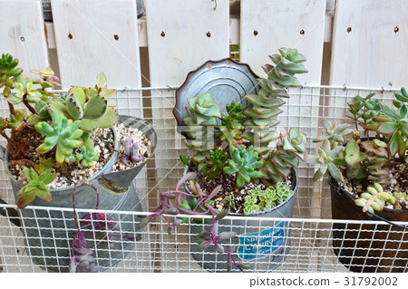 種植多肉植物 31792002