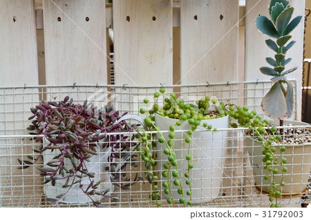 種植多肉植物 31792003