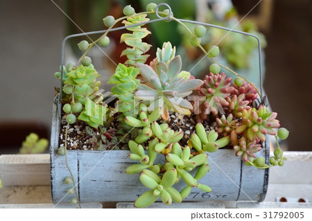 種植多肉植物 31792005