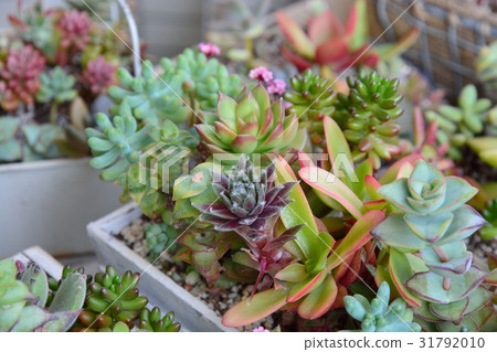 種植多肉植物 31792010