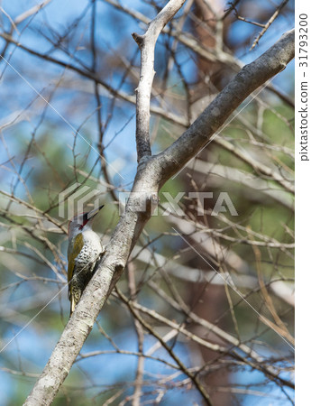 Aogera male 31793200