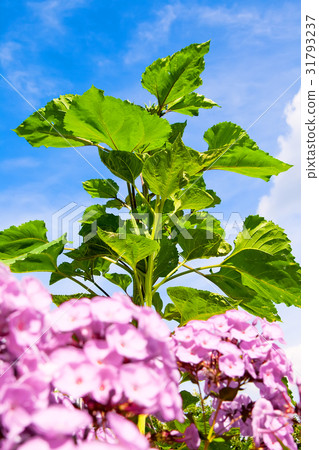 Dwarf sunflowers 31793237