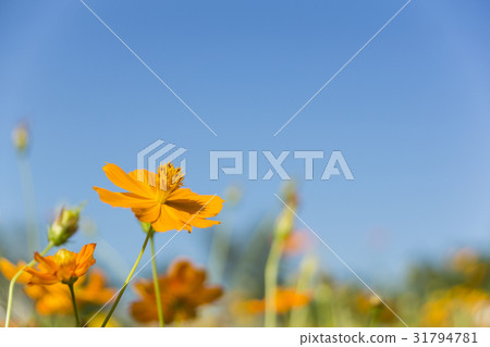 Yellow chrysanthemum 31794781