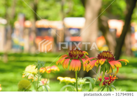 Gaillardia flowers with multiple colors 31794991