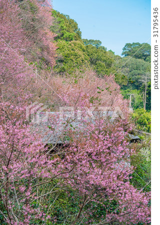 Pink sakura blossoms.  31795436