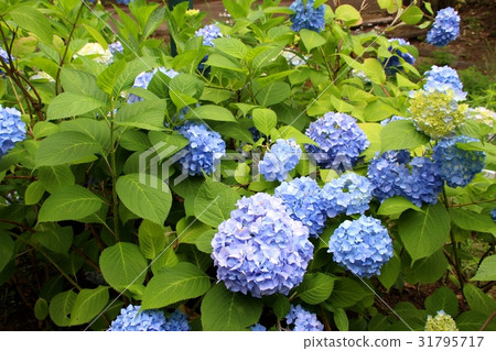 Hanafu Memorial Park Hydrangea of Tsurumi Greenland Hanafu Memorial Park Hydrangea of Tsurumi Greenland 31795717