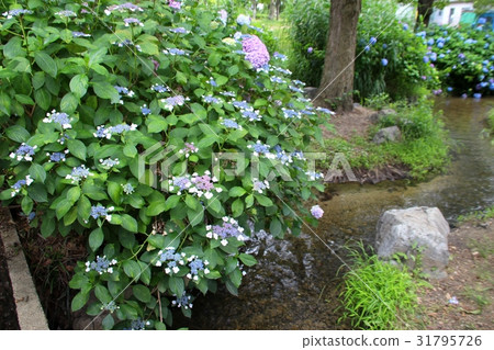 Hanafu Memorial Park Hydrangea of Tsurumi Greenland 31795726