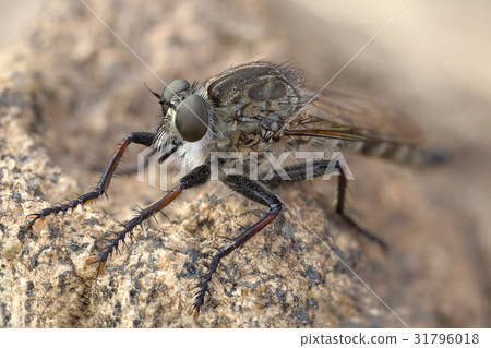 A robber fly macro portrait 31796018