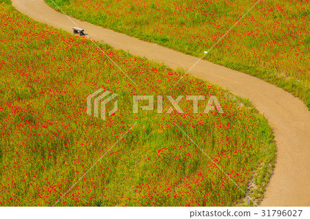 Tsubara Tsuruyama Park（Tempo Shiba Sakura Park）的罌粟花 31796027