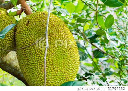 Big Jackfruits on a tree 31796252