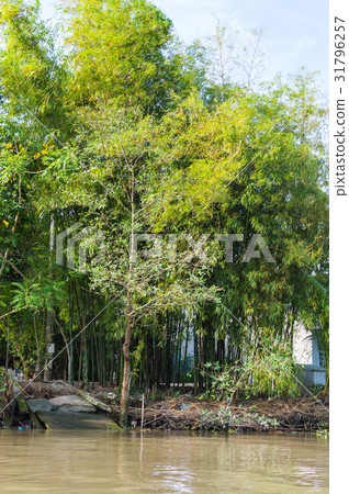 Bamboo grove on the bank of river 31796257