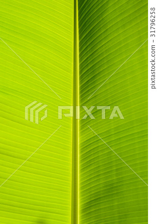 striped of natural leaf 31796258