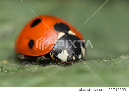 A beautiful Ladybird 31796363