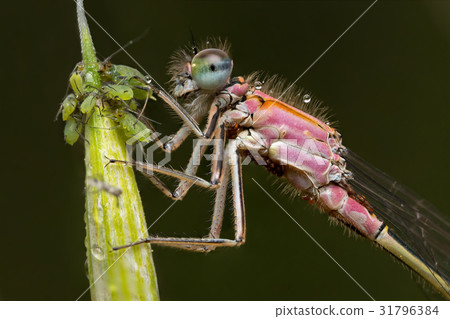 portrait of a beautiful damselfly 31796384