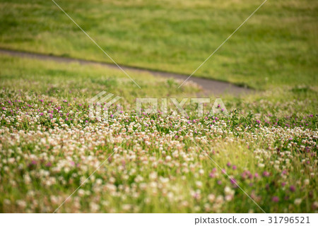 White cloud 31796521