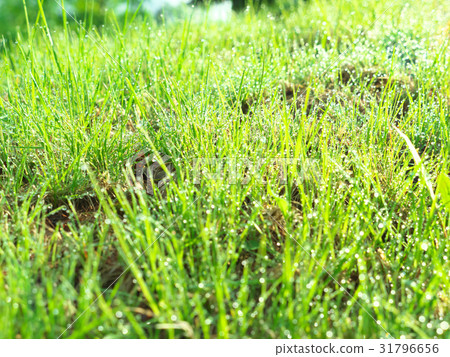 Morning dew of the lawn Morning dew of the lawn 31796656