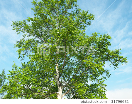 White birch tree (Hokkaido) 31796681