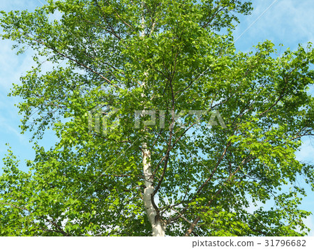 白樺樹（北海道） 31796682