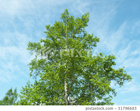 白樺樹(北海道) 白樺樹(北海道) 31796683