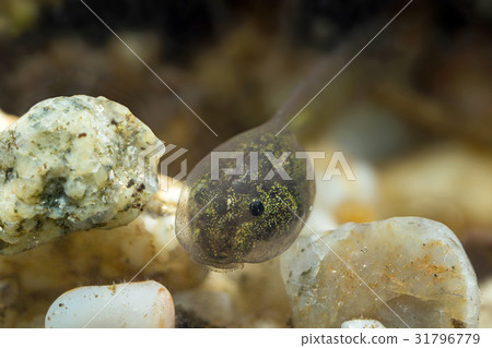 Tiny tadpole of a toad 31796779