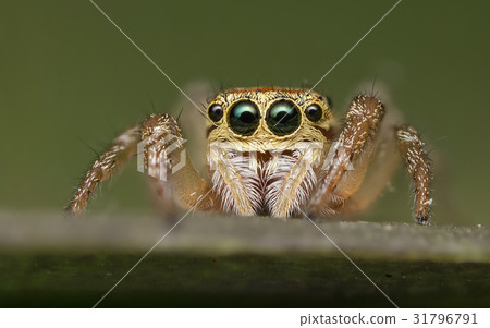 Jumping spider - Salticidae 31796791