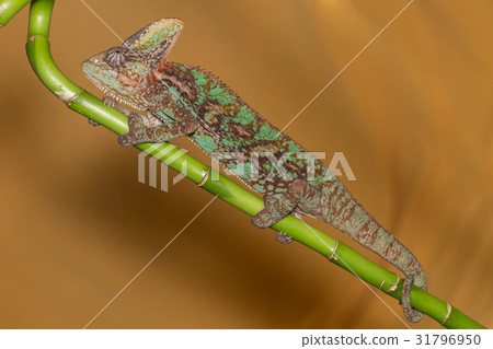 Chameleon Chamaeleo Calyptratus Chameleon Chamaeleo Calyptratus 31796950