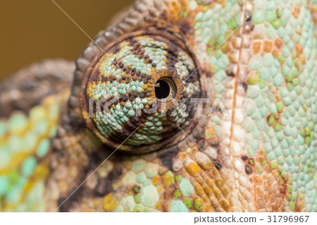 Chameleon Chamaeleo Calyptratus 31796967