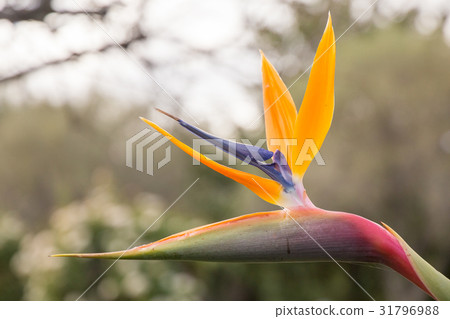 Strelitzia - A beautiful coloured flower 31796988