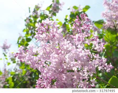 Lilac and blue sky Lilac and blue sky 31797495