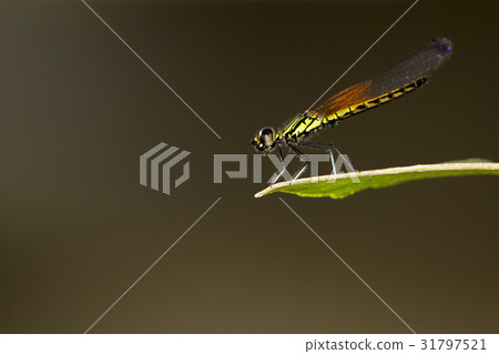 Image of Libellago lineata lineata dragonfly. Image of Libellago lineata lineata dragonfly. 31797521