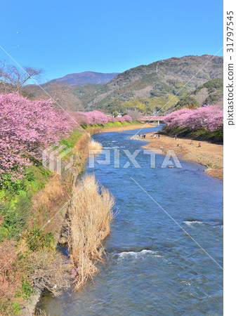 Kawazu Sakura Festival  -  189808 31797545