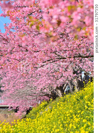 Kawazu Sakura Festival - 189818 Kawazu Sakura Festival - 189818 31797550