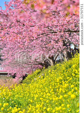 Kawazu Sakura Festival - 189819 Kawazu Sakura Festival - 189819 31797551