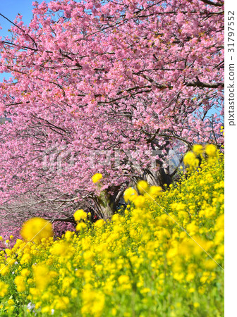 河津櫻花節 -  189820 31797552