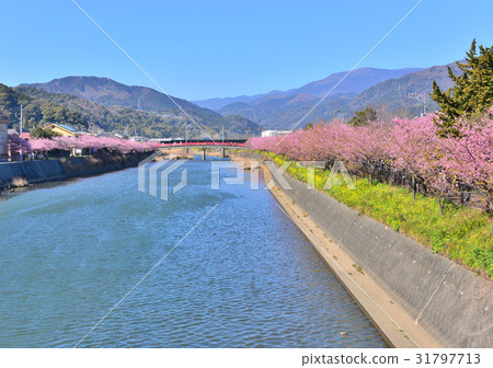 Kawazu Sakura Festival  -  189743 31797713