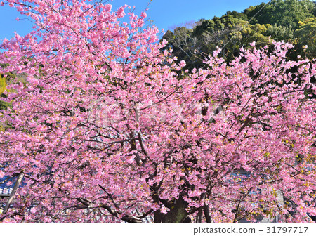 Kawazu Sakurahara tree -189748 31797717