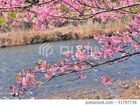 Kawazu Sakura Festival  -  189773 31797736