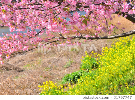 Kawazu Sakura Festival - 189785 Kawazu Sakura Festival - 189785 31797747