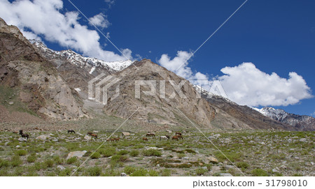 Kashmir horse in beautiful Zanskar landscape Kashmir horse in beautiful Zanskar landscape 31798010