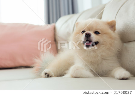 pomeranian dog cute pet happy smile in home 31798027