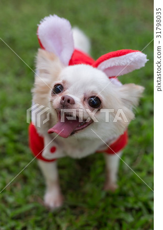 happy chihuahua small dog cute pet happy chihuahua small dog cute pet 31798035