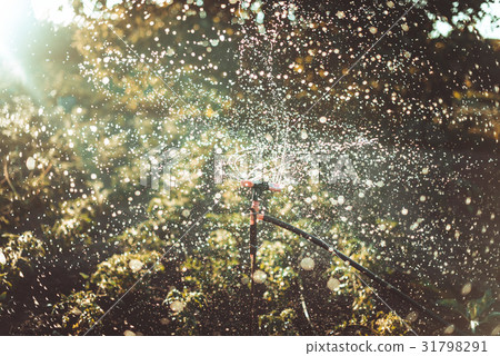 Watering the crop by automatic spraying. Many Watering the crop by automatic spraying. Many 31798291