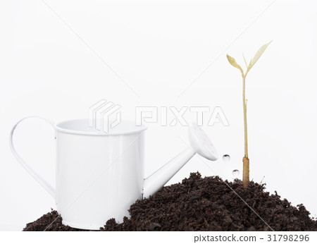 Pouring plant from watering can on white Pouring plant from watering can on white 31798296