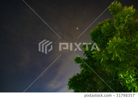 Night Sky with Green Trees Night Sky with Green Trees 31798357