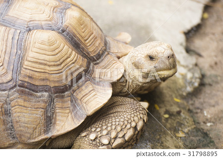 Closed up African Spurred Tortoise 31798895